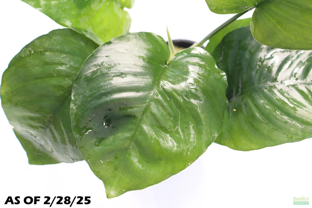 Anubias Barteri Broadleaf_Aquarium Plant for sale