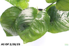 Anubias Barteri Broadleaf_Aquarium Plant for sale