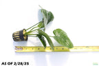 Anubias Barteri Broadleaf_Aquarium Plant for sale