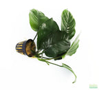 Live Anubias Barteri Broadleaf Aquarium Plant product image 19