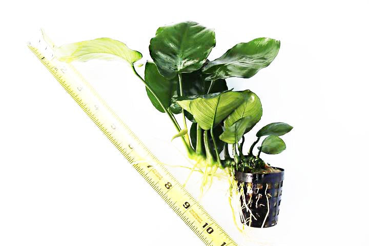 Live Anubias Barteri Broadleaf Aquarium Plant product image 20