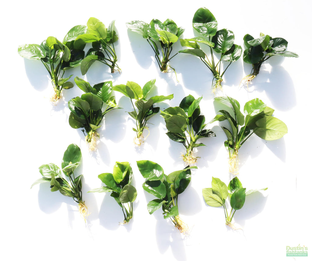 Anubias barteri broadleaf Bare root. Aquarium Plant For Sale. Anubiases Anubias Plant. Plants. Aquarium plants.