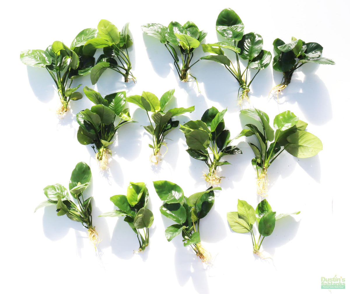 Anubias barteri broadleaf Bare root. Aquarium Plant For Sale. Anubiases Anubias Plant. Plants. Aquarium plants.