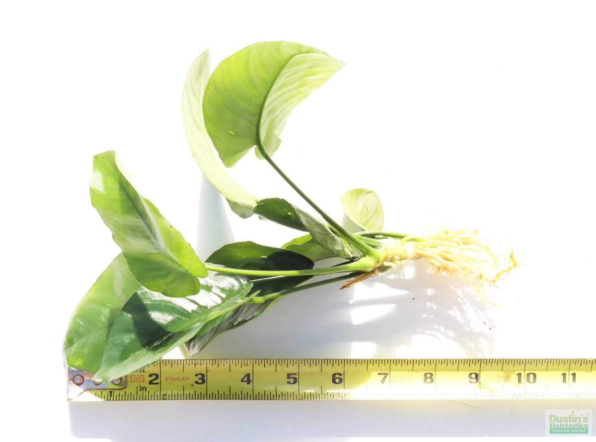 Anubias barteri broadleaf Bare root with ruler 10" Aquarium Plant For Sale. Anubiases Anubias Plant. Plants. Aquarium plants.