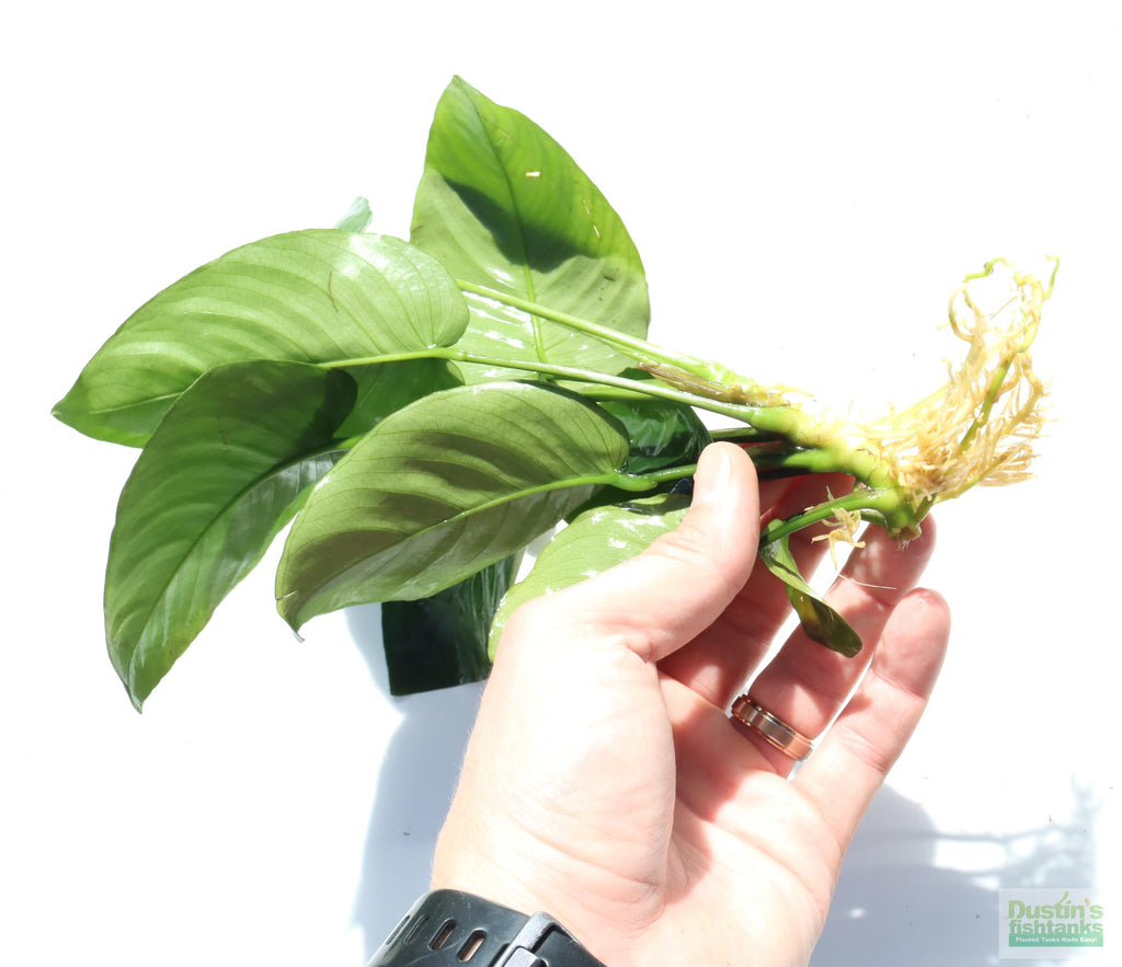 Anubias barteri broadleaf Bare root. Aquarium Plant For Sale. Anubiases Anubias Plant. Plants. Aquarium plants.
