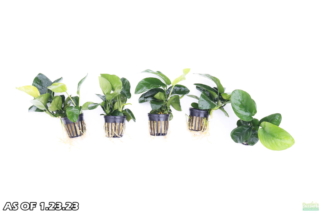 Anubias Barteri Broadleaf_Our Largest Anubias_Aquarium Plants for sale_Aquarium plant