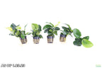 Anubias Barteri Broadleaf_Our Largest Anubias_Aquarium Plants for sale_Aquarium plant