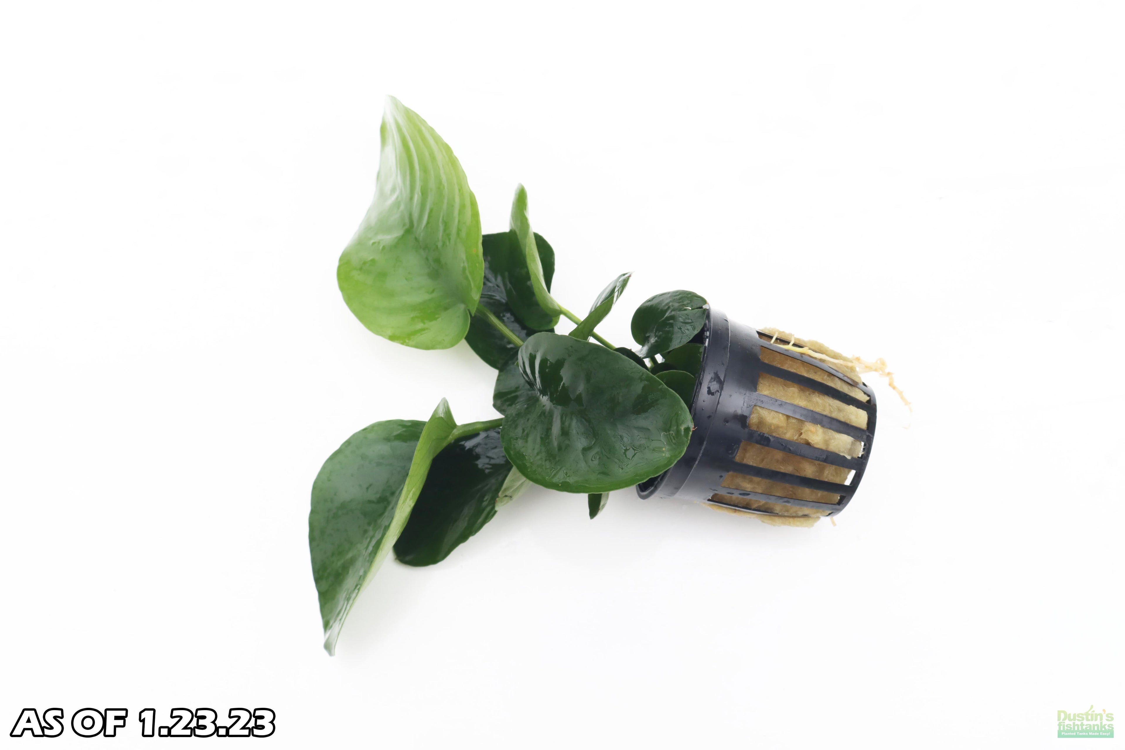 Anubias Barteri Broadleaf_Our Largest Anubias_Aquarium Plants for sale_Aquarium plant