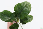 Live Anubias Barteri Broadleaf Aquarium Plant product image 26