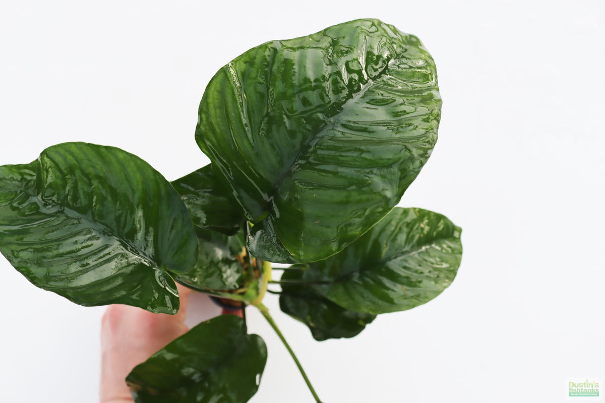 Live Anubias Barteri Broadleaf Aquarium Plant product image 26