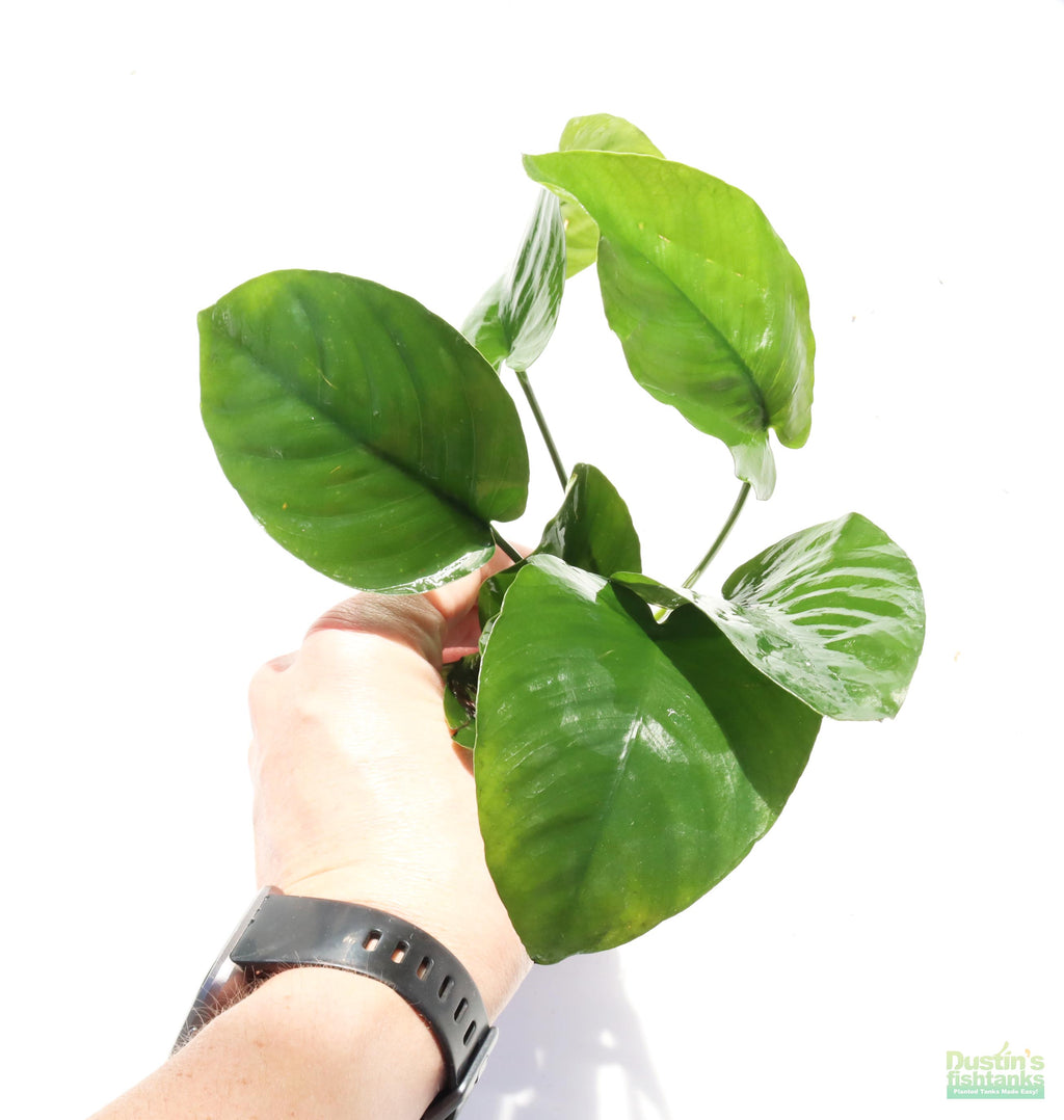 Anubias barteri broadleaf Bare root. Aquarium Plant For Sale. Anubiases Anubias Plant. Plants. Aquarium plants.