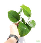 Anubias barteri broadleaf Bare root. Aquarium Plant For Sale. Anubiases Anubias Plant. Plants. Aquarium plants.