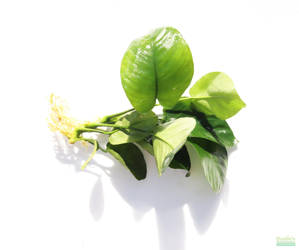 Anubias barteri broadleaf Bare root. Aquarium Plant For Sale. Anubiases Anubias Plant. Plants. Aquarium plants.