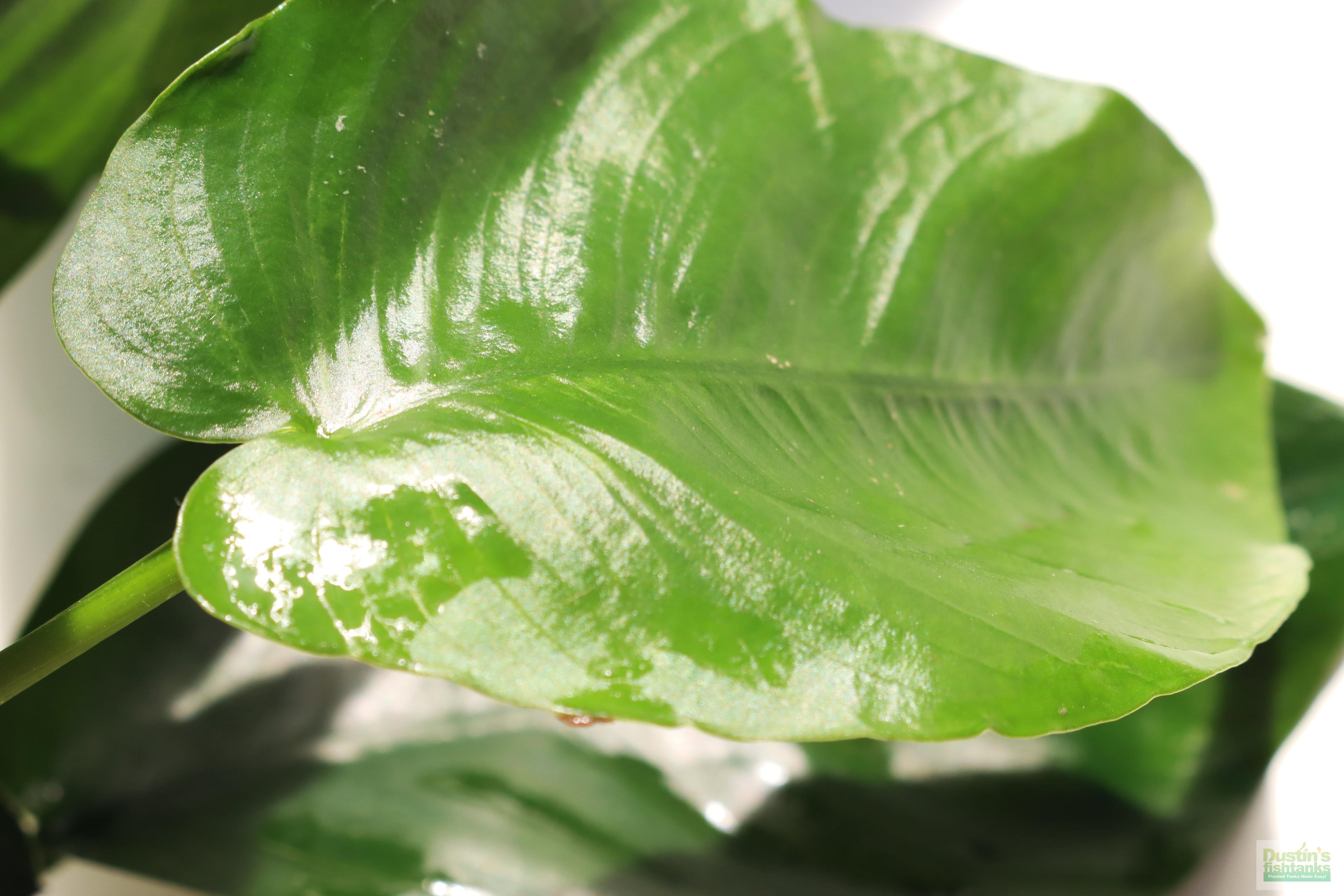 Anubias barteri broadleaf Bare root. Aquarium Plant For Sale. Anubiases Anubias Plant. Plants. Aquarium plants.