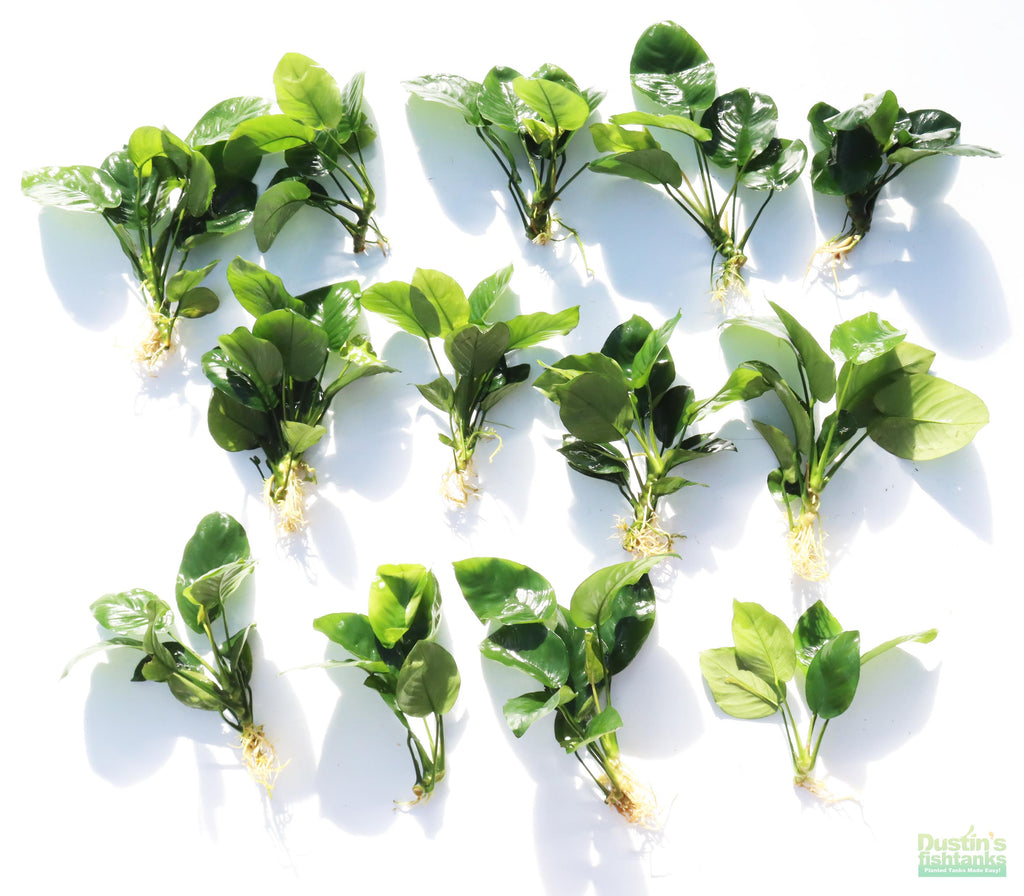 Anubias barteri broadleaf Bare root. Aquarium Plant For Sale. Anubiases Anubias Plant. Plants. Aquarium plants.