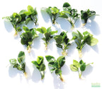 Anubias barteri broadleaf Bare root. Aquarium Plant For Sale. Anubiases Anubias Plant. Plants. Aquarium plants.