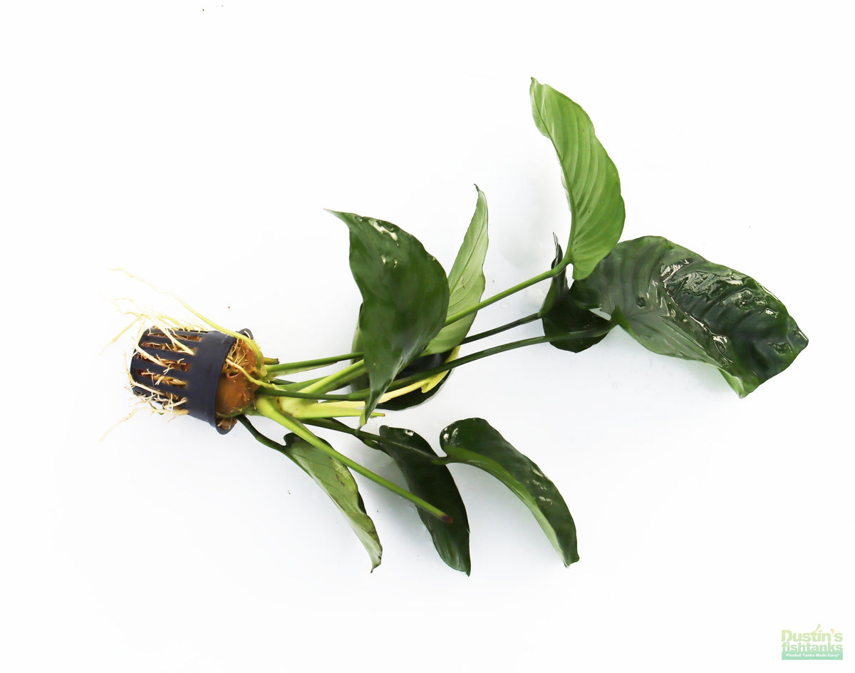 This is a nice example of a potted Anubias Barteri for sale. The Anubias likes the pots as it gives them something to hold onto and grow into. The anubias also eat from the rockwool