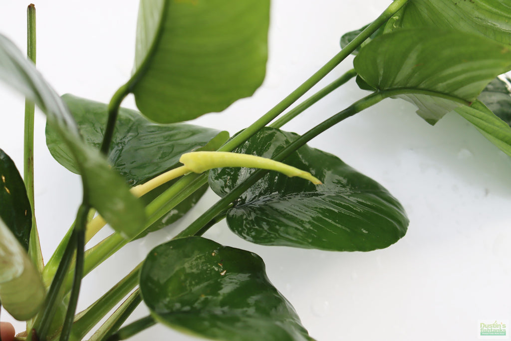 Live Anubias Barteri Broadleaf Aquarium Plant product image 32