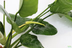 Live Anubias Barteri Broadleaf Aquarium Plant product image 32