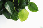 Live Anubias Barteri Broadleaf Aquarium Plant product image 34