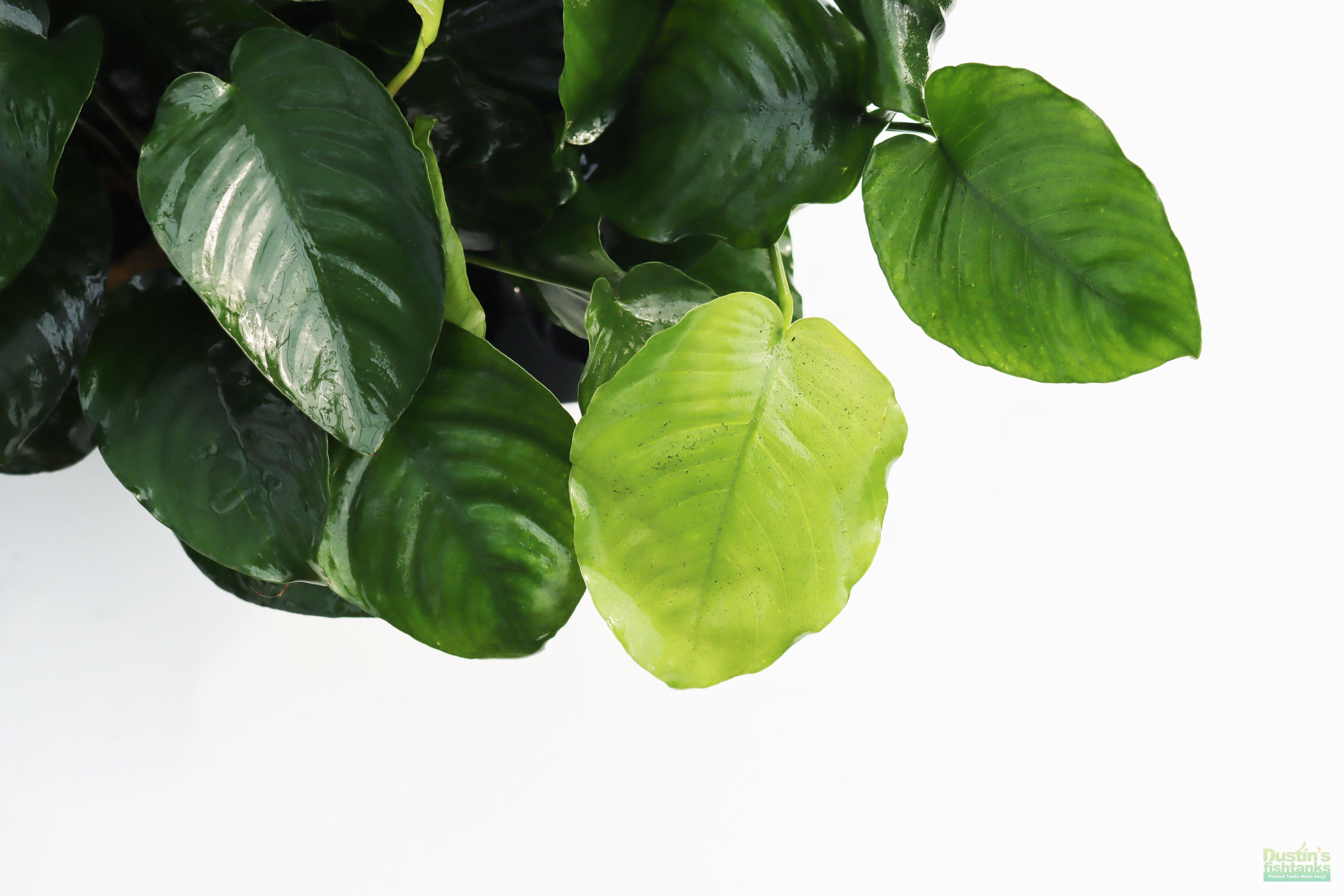 Live Anubias Barteri Broadleaf Aquarium Plant product image 34