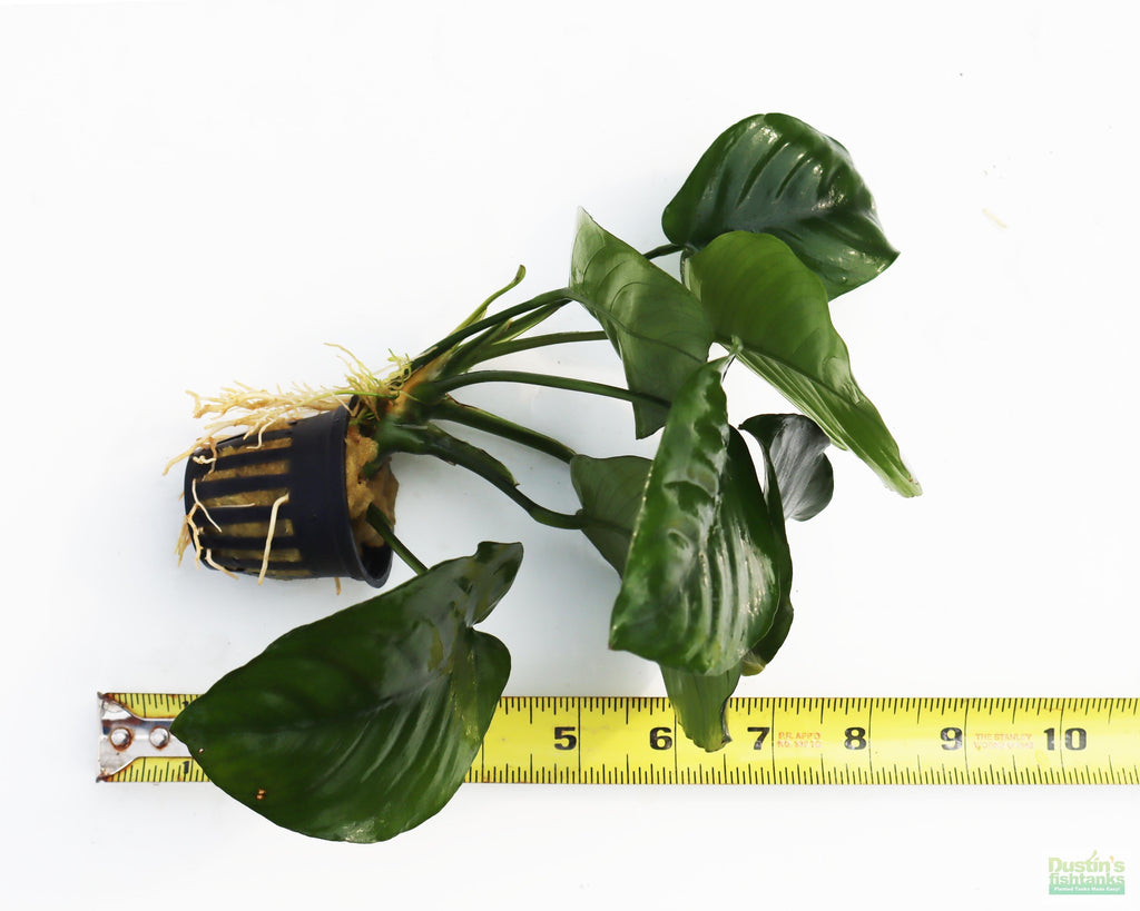 Live Anubias Barteri Broadleaf Aquarium Plant product image 35
