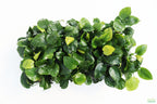 Live Anubias Barteri Broadleaf Aquarium Plant product image 36