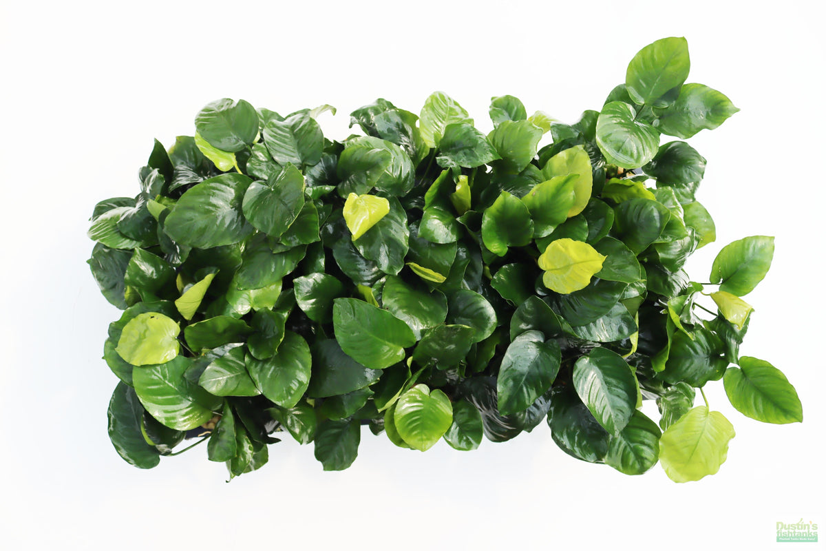 Live Anubias Barteri Broadleaf Aquarium Plant product image 36