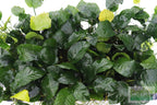 Live Anubias Barteri Broadleaf Aquarium Plant product image 37