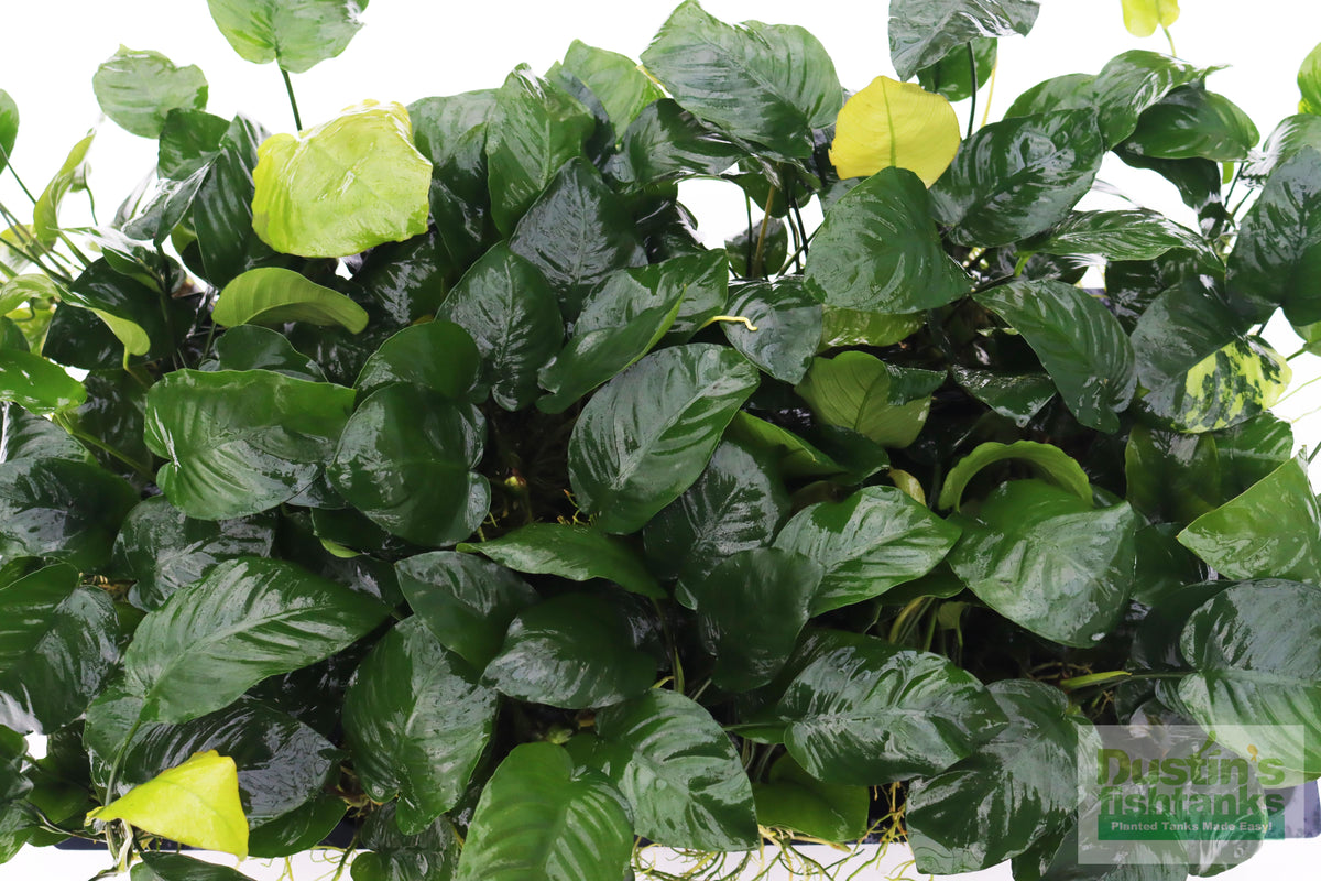 Live Anubias Barteri Broadleaf Aquarium Plant product image 37
