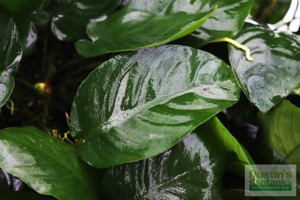 Live Anubias Barteri Broadleaf Aquarium Plant product image 38