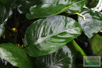 Live Anubias Barteri Broadleaf Aquarium Plant product image 38