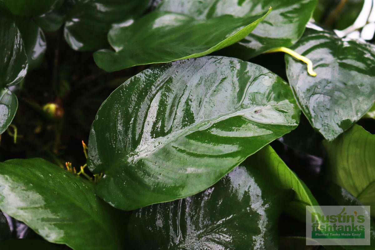 Live Anubias Barteri Broadleaf Aquarium Plant product image 38