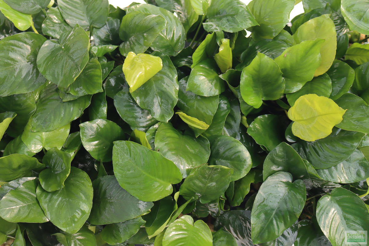 Live Anubias Barteri Broadleaf Aquarium Plant product image 39