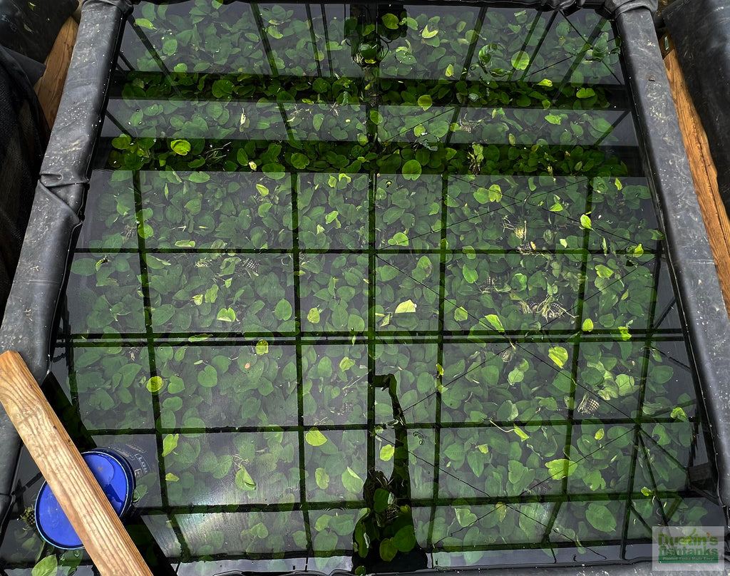 Live Anubias Barteri Broadleaf Aquarium Plant product image 40
