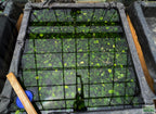 Live Anubias Barteri Broadleaf Aquarium Plant product image 41