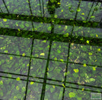 Live Anubias Barteri Broadleaf Aquarium Plant product image 42
