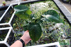 Live Anubias Barteri Broadleaf Aquarium Plant product image 43