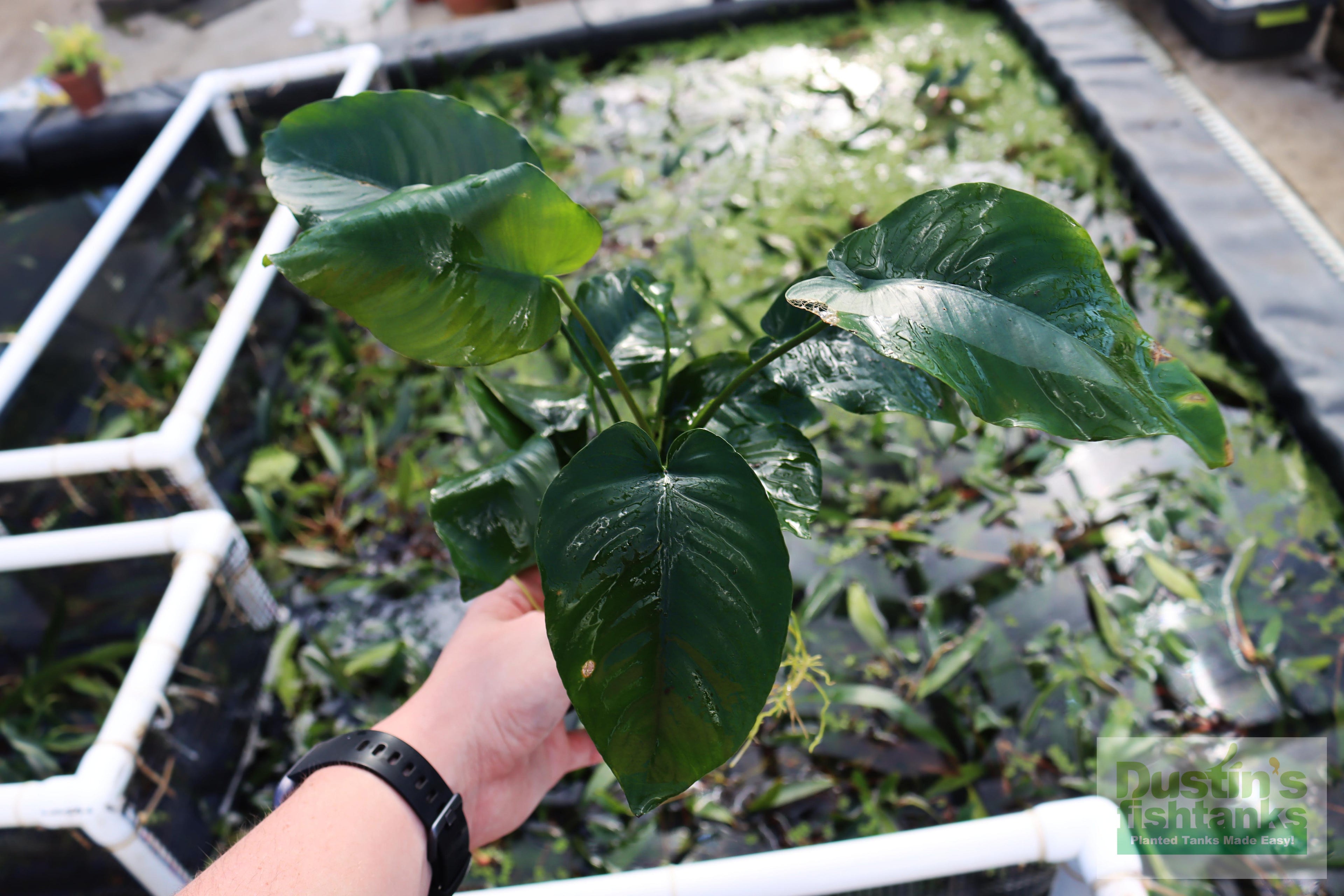 Live Anubias Barteri Broadleaf Aquarium Plant product image 43