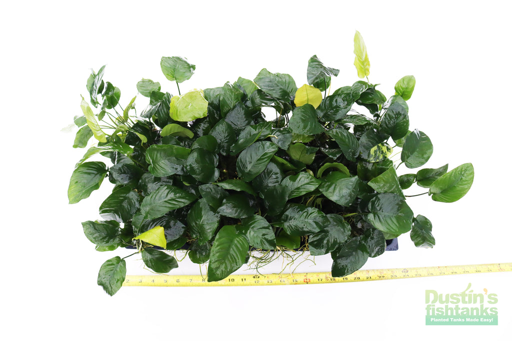 Live Anubias Barteri Broadleaf Aquarium Plant product image 44