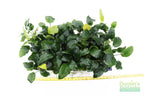 Live Anubias Barteri Broadleaf Aquarium Plant product image 44