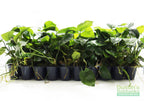 Live Anubias Barteri Broadleaf Aquarium Plant product image 45