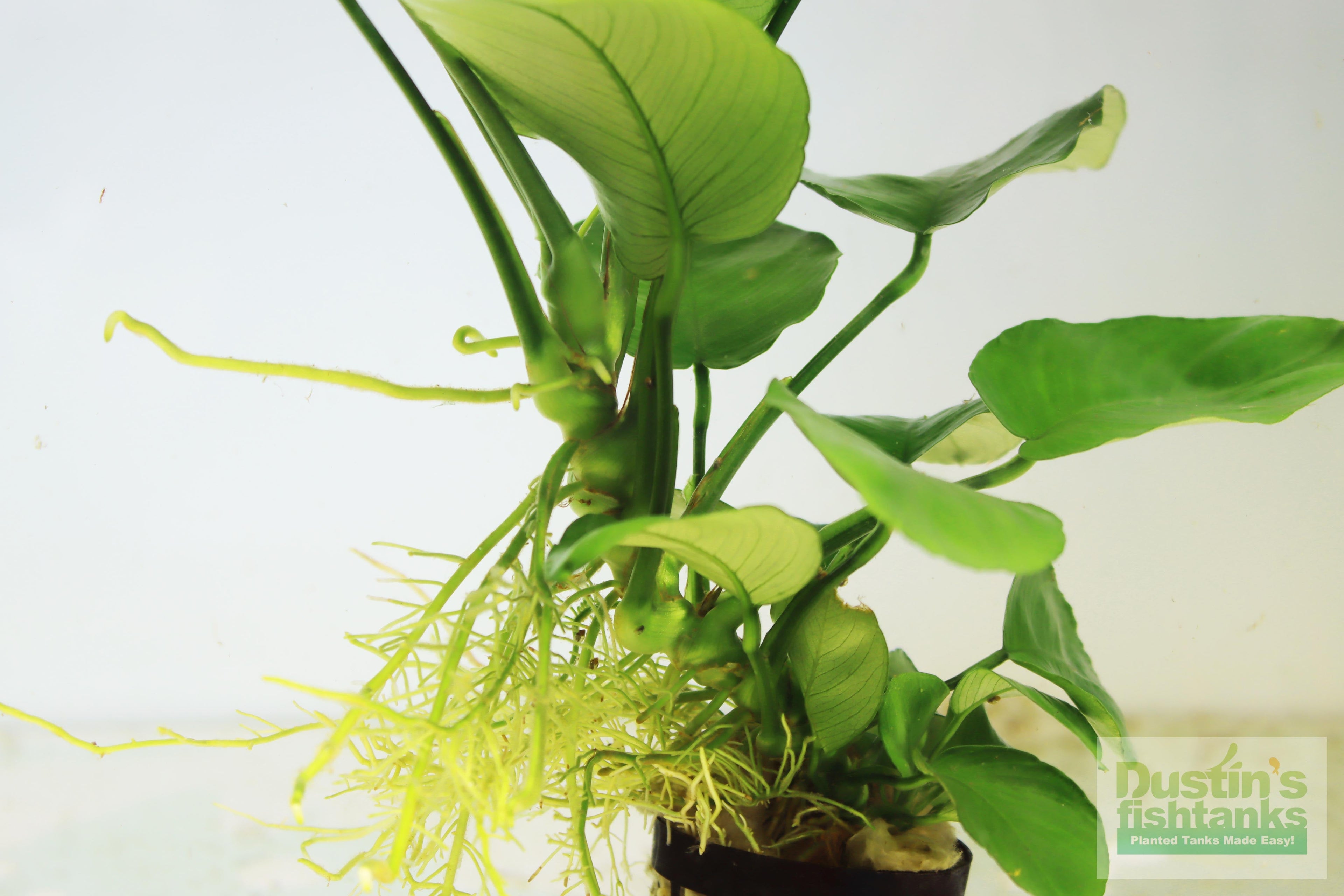 Live Anubias Barteri Broadleaf Aquarium Plant product image 46