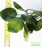 Live Anubias Barteri Broadleaf Aquarium Plant product image 47