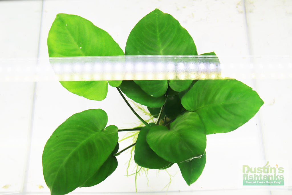 Live Anubias Barteri Broadleaf Aquarium Plant product image 48