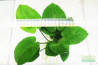 Live Anubias Barteri Broadleaf Aquarium Plant product image 48