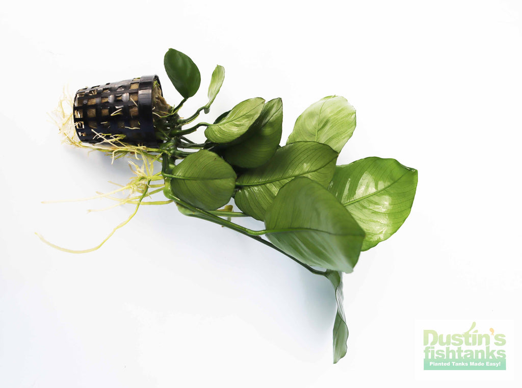 Live Anubias Barteri Broadleaf Aquarium Plant product image 49