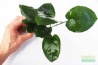 Live Anubias Barteri Broadleaf Aquarium Plant product image 50