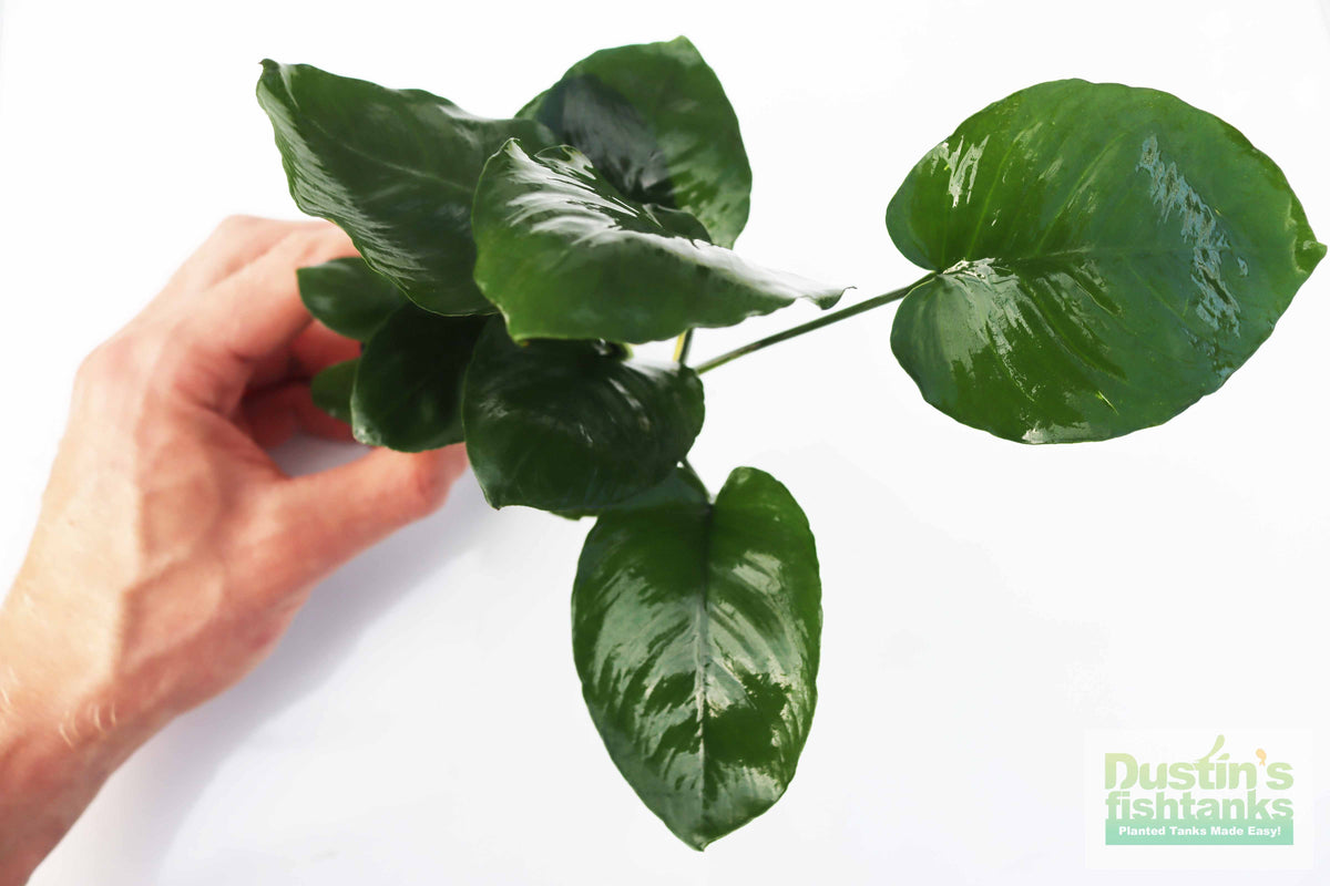 Live Anubias Barteri Broadleaf Aquarium Plant product image 50