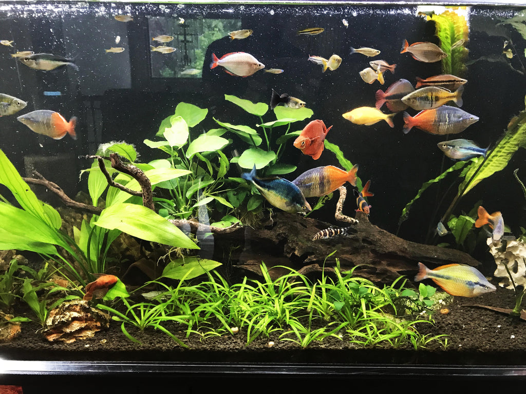 Live Anubias Barteri Broadleaf Aquarium Plant product image 51